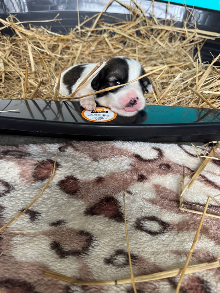 hunde-gerettet-tierheim-rumänien-hunderettung-europa3
