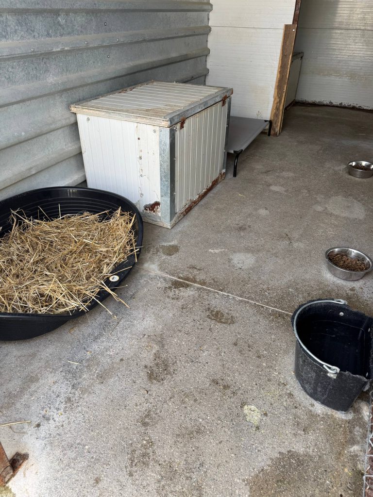 hunde-gerettet-tierheim-rumänien-hunderettung-europa4