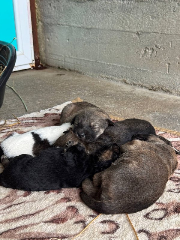 hunde-gerettet-tierheim-rumänien-hunderettung-europa5