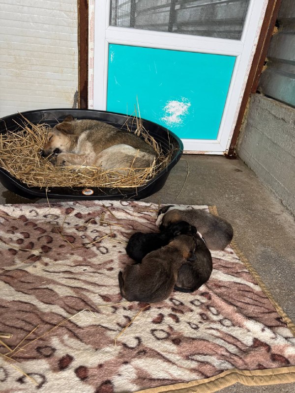 hunde-gerettet-tierheim-rumänien-hunderettung-europa6