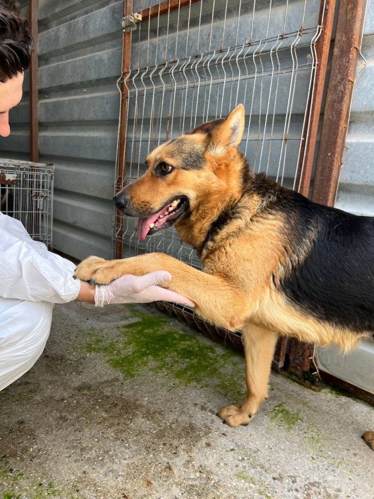 hunde-gerettet-tierheim-rumänien-hunderettung-europa8