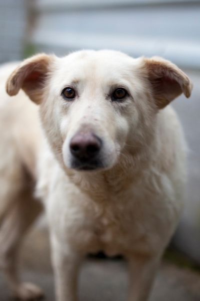 weißer Hund schaut frontal in die Kamera