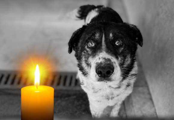 Schwarz weiß Bild eines Hundes in einer Tötungsstation in Rumänien