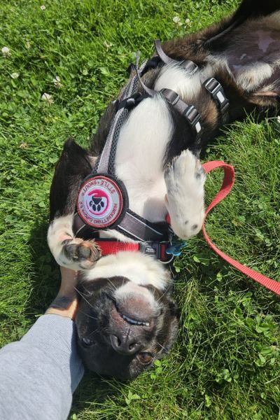 Gilbert wälzt sich im Gras.