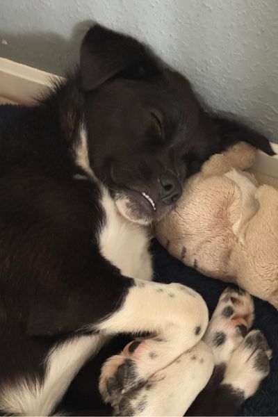 Rüde Gilbert schläft neben seinem Kuscheltier