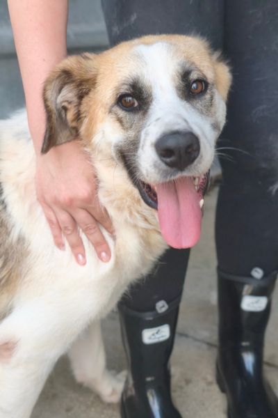 Braun-weißer Hund schaut in die Kamera