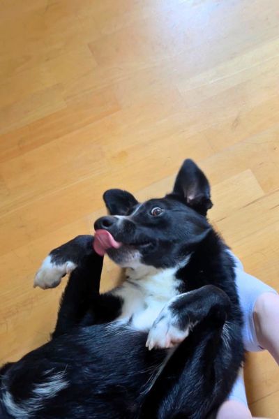 Oreo liegt auf dem Rücken und streckt die Zunge raus