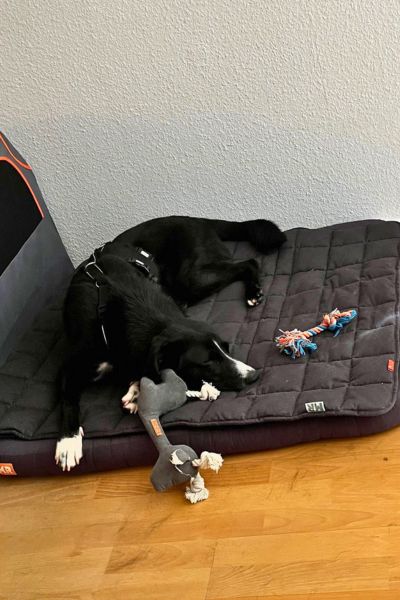 Oreo schläft auf seinem Hundebett