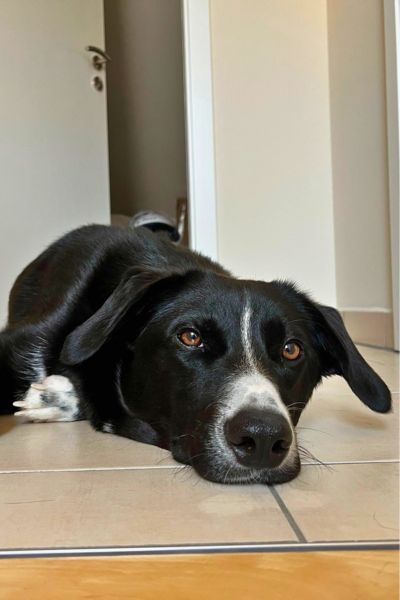 Oreo liegt auf dem Boden und schaut in die Kamera