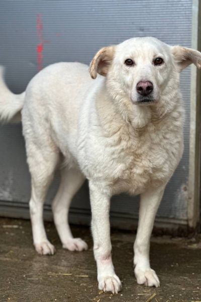 Ein weißer Hund steht leicht schräg zur Kamera und schaut nach vorne