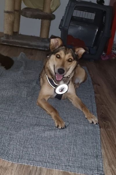 Hündin Amra schaut neugierig in die Kamera.
