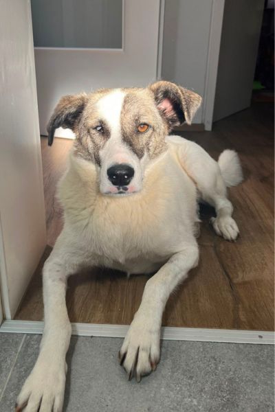 Hündin Ronja schaut aufmerksam in die Kamera.