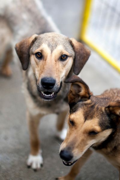 Rüde Jasmo steht neben einem anderen Hund und blickt in die Kamera.