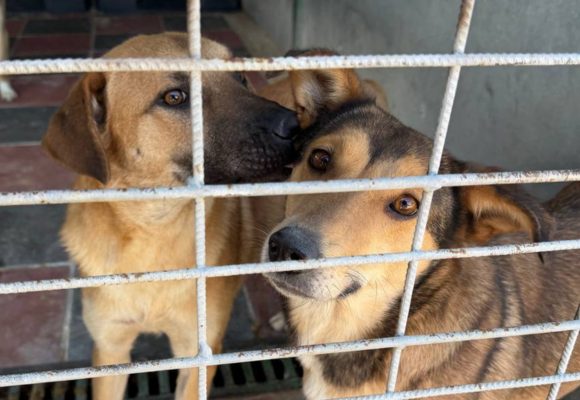 Zwei Hunde in einer Tötungsstation in Rumänien
