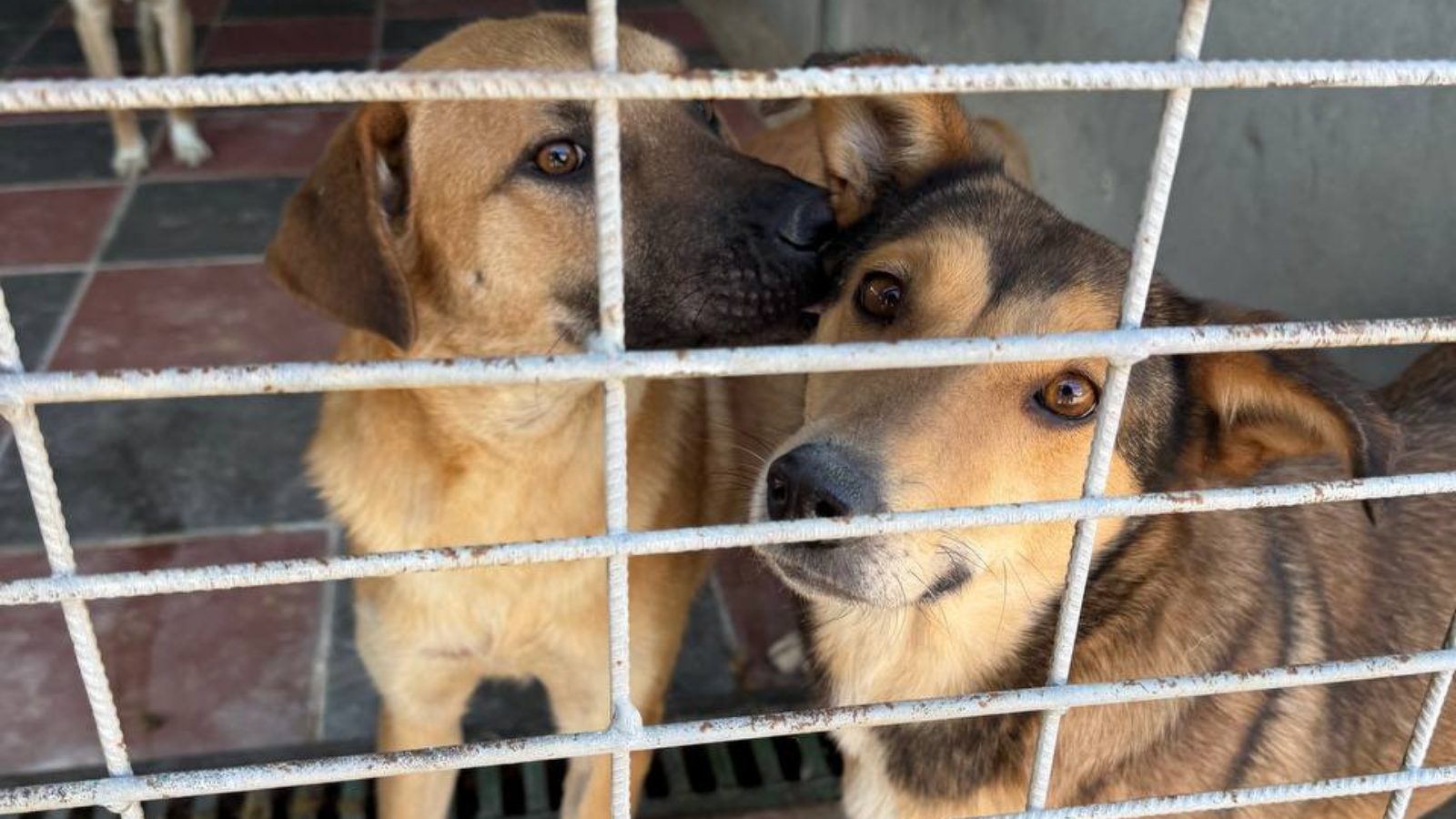 Zwei Hunde in Tötungsstation in Rumänien im Zwinger