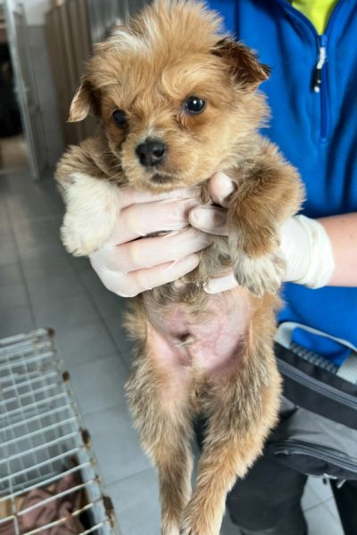 Ein brauner flauschiger Welpe wird mit Händen in die Kamera gehalten, während er schräg nach vorne schaut