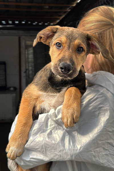 Welpe Dumbo aus der Tötungsstation in Rumänien wird im Arm der Tierschützerin im Shelter gehalten und schaut traurig in die Kamera