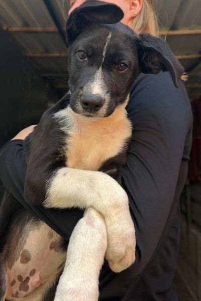Welpe Amadeus ist auf dem Arm und schaut in die Kamera