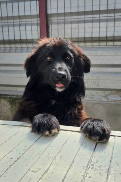 Aimy steht mit den Vorderpfoten auf einer Hundehütte