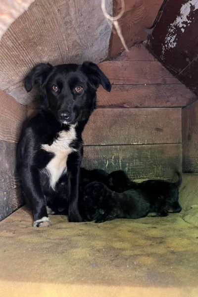Cilia sitzt mit ihren Welpen in einer Hundehütte