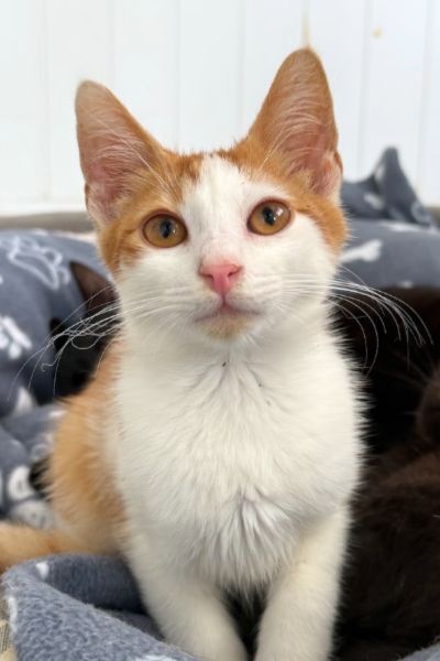 John-Kater-aus-Rumänien
