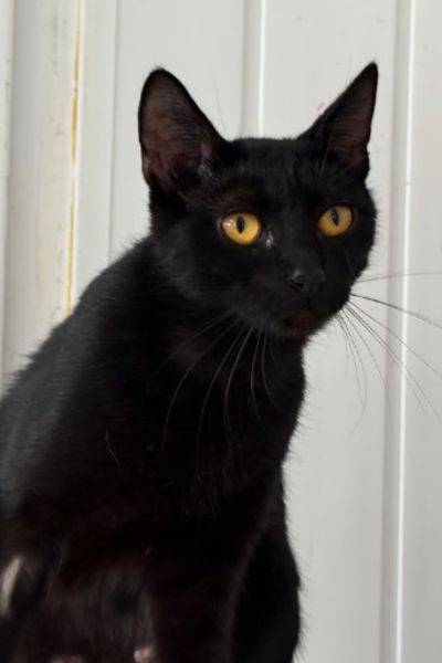 Mochi ist eine schwarze Katze mit bernsteinfarbenen Augen