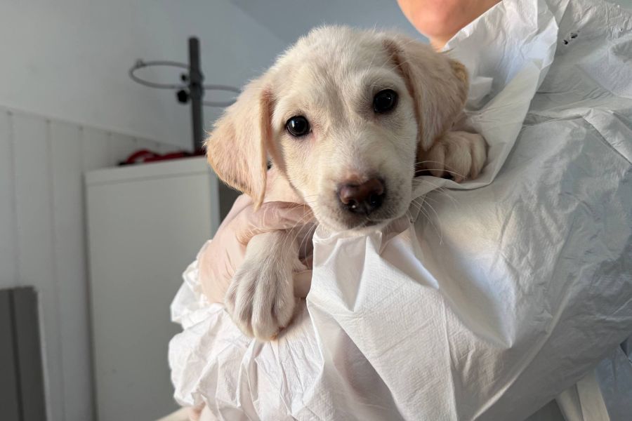 Die weiße Hündin Snowie wird von einer Mitarbeiterin auf dem Arm getragen und blickt aufmerksam nach vorne.