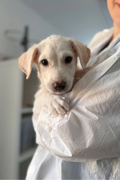Die weiße Hündin Snowie wird von einer Mitarbeiterin auf dem Arm gehalten und schaut aufmerksam in die Kamera.