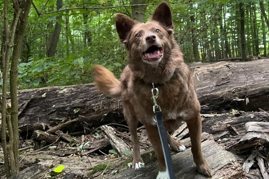 Hündin steht auf Holz im Wald und schaut freudig.