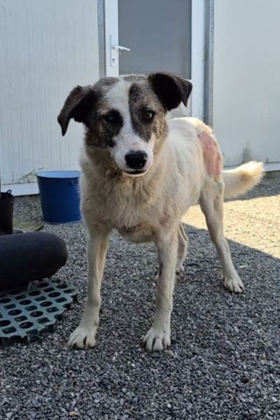 Ronja steht und schaut neugierig in die Kamera.