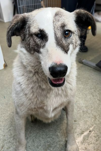 Ronja sitzt und schaut zur Kamera.