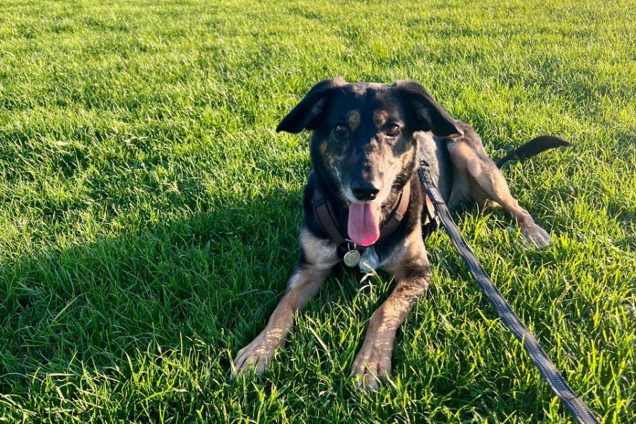 Schwarz-beiger Hund liegt mit ausgestreckter Zunge auf einer Wiese.