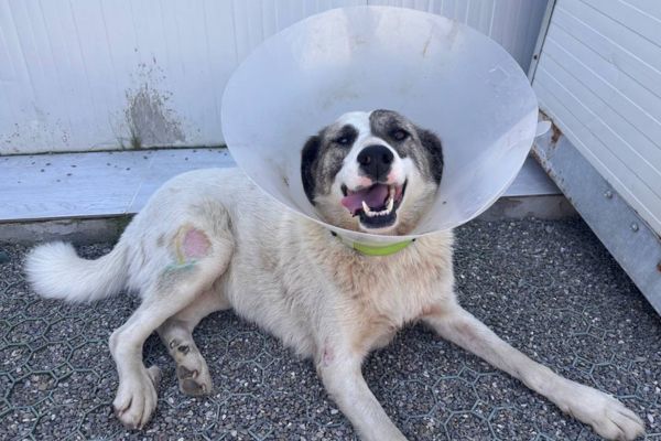 Ronja trägt eine Halskrause.