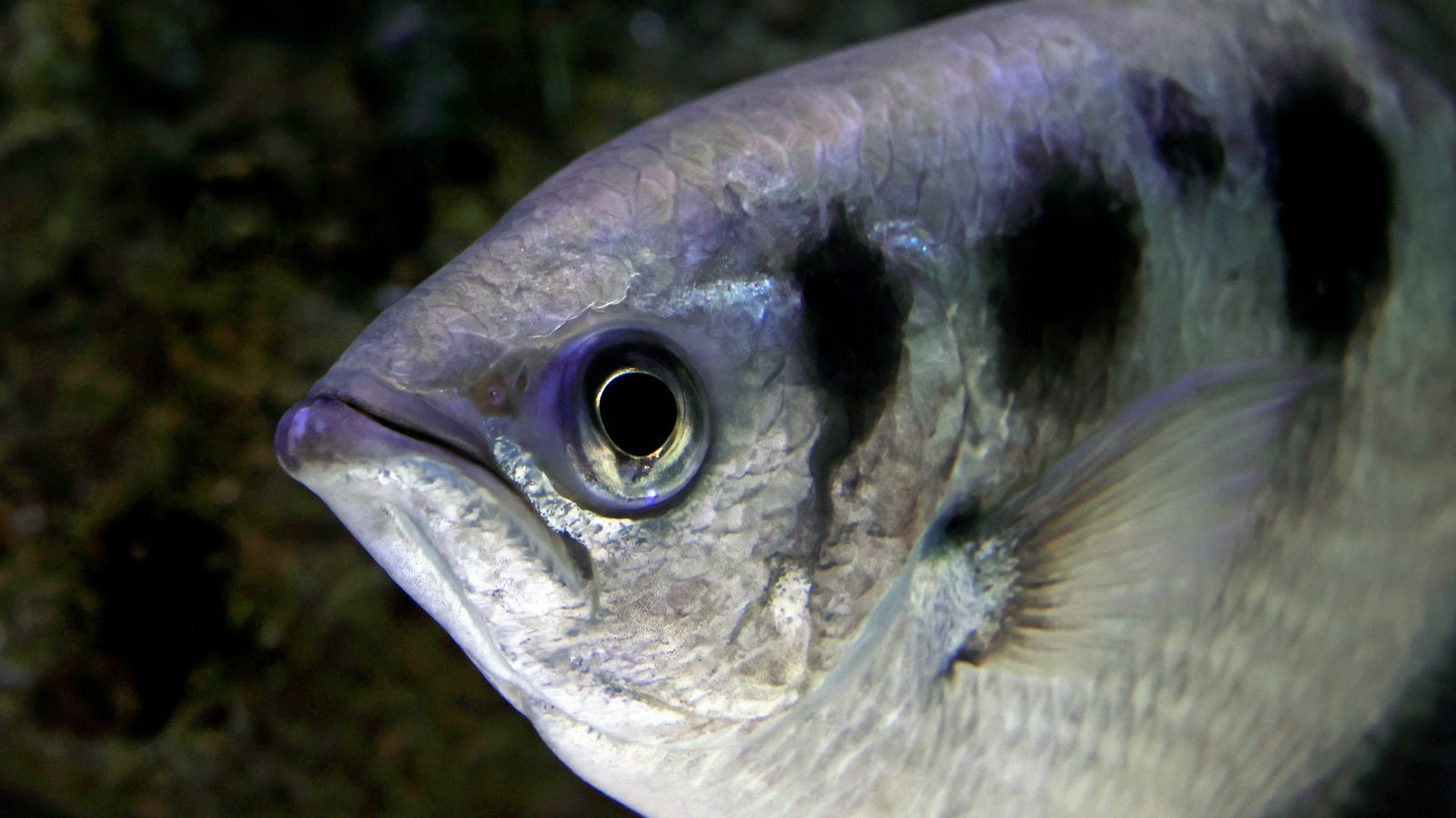 Silberner Fisch im dunklen Wasser