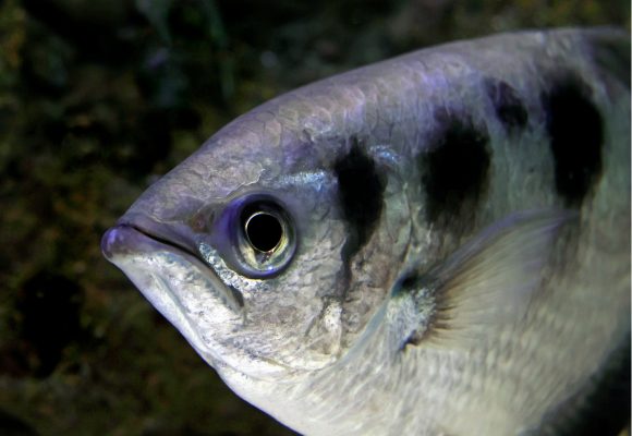 Ein silberner Fisch im Wasser