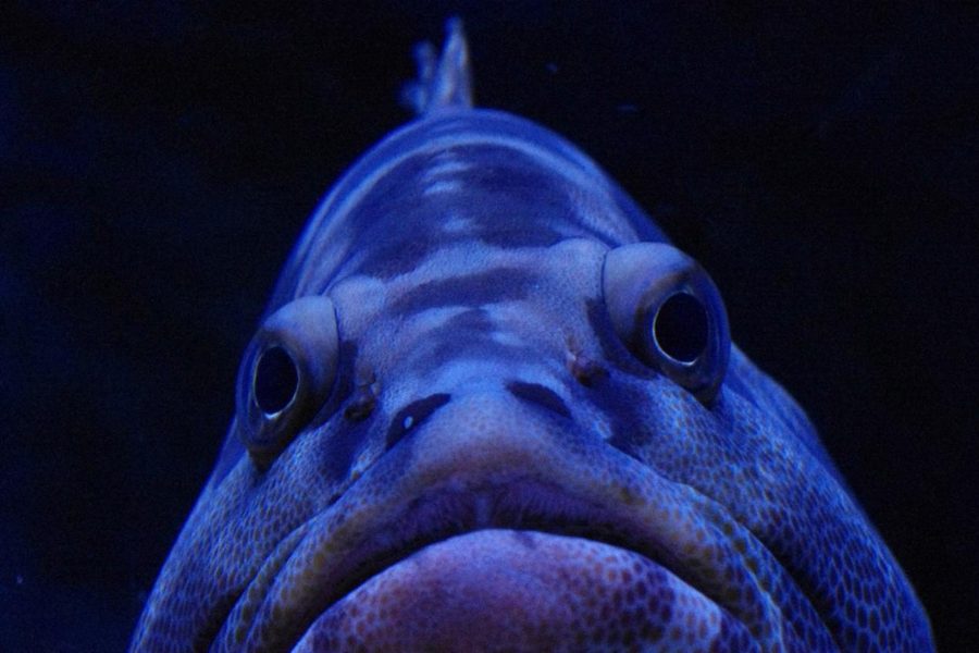 Blauer Fisch mit offenem Maul