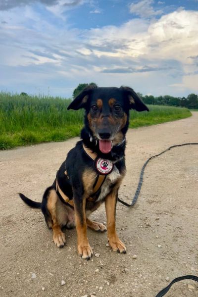 Schwarz-brauner Hund sitzt auf einem Weg und schaut freudig.