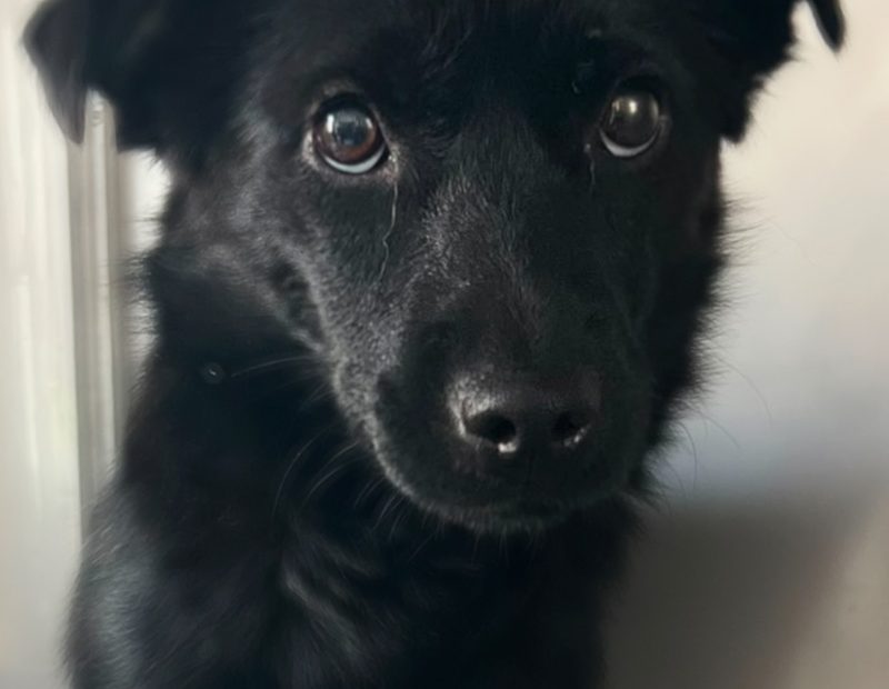 Die kleine schwarze Sumi schaut in die Kamera