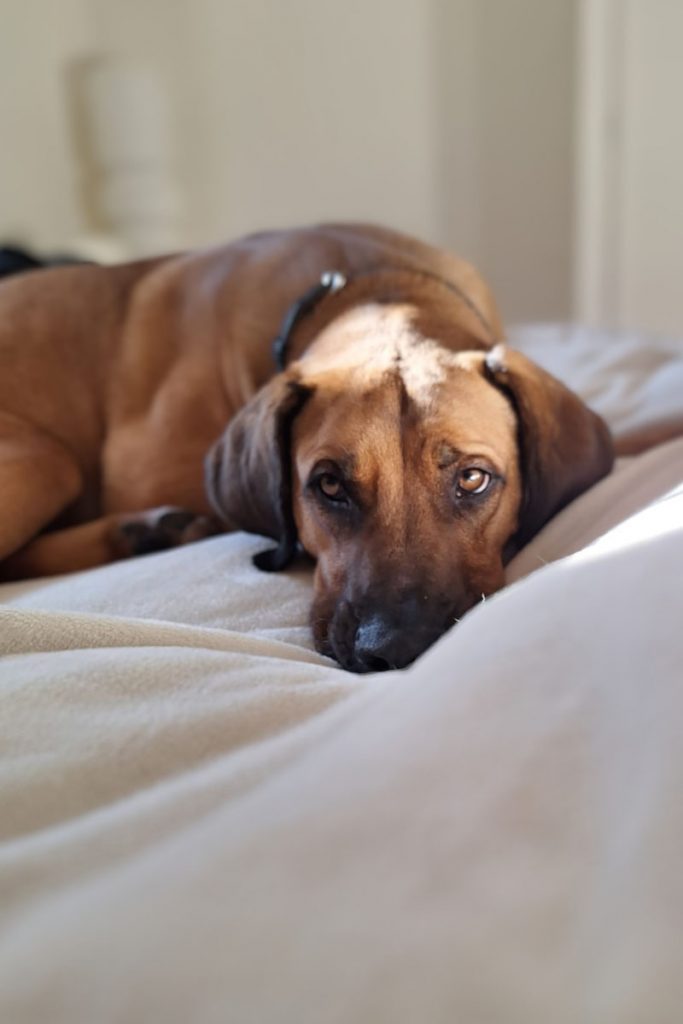 Buddy im Bett
