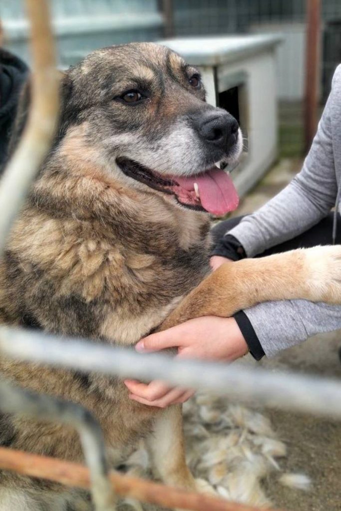 Sanya sitzt hechelnd im Shelter und wird gestreichelt
