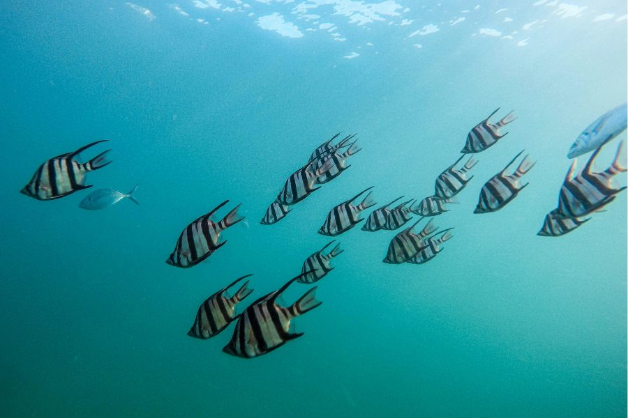 Fischschwarm im Meer