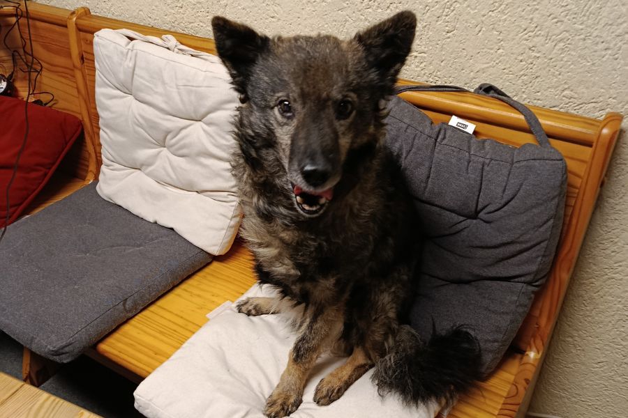 Dunkler Hund sitzt auf einer Bank mit Kissen und schaut freudig in die Kamera.