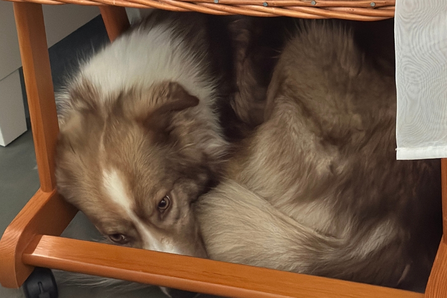 Brauner Hund mit weißem Fleck liegt zusammengerollt da.