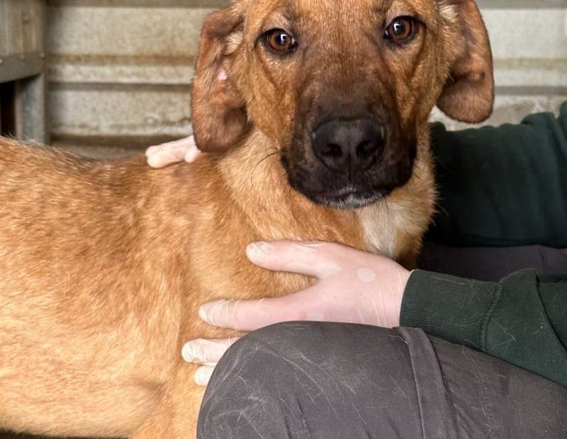 Buddy steht im Shelter und wird gestreichelt