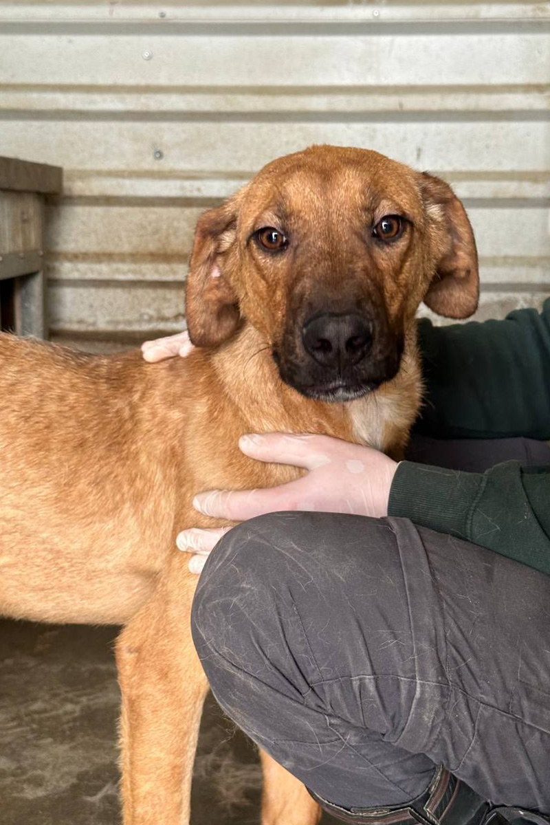 Buddy steht im Shelter und wird gestreichelt