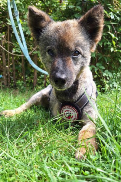 Braun-schwarzer Hund mit aufgestellten Ohren sitzt im Gras.