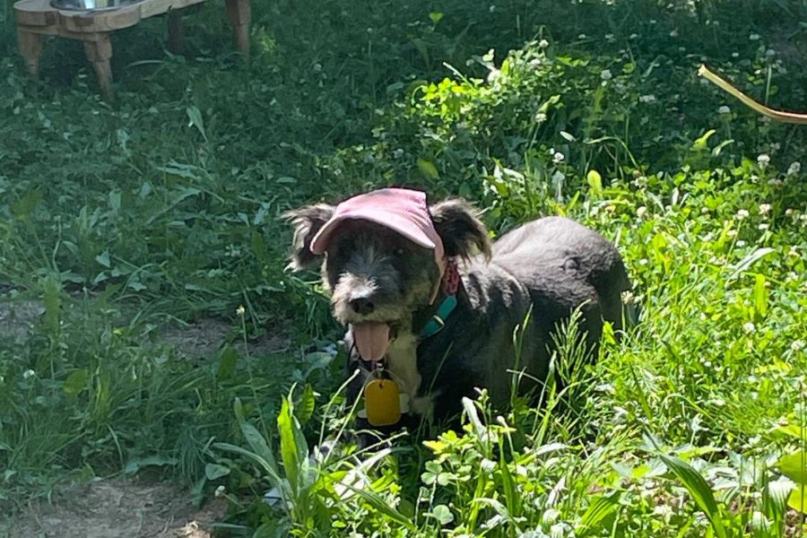 Kleine Hündin mit roter Kappe steht in grüner Wiese.