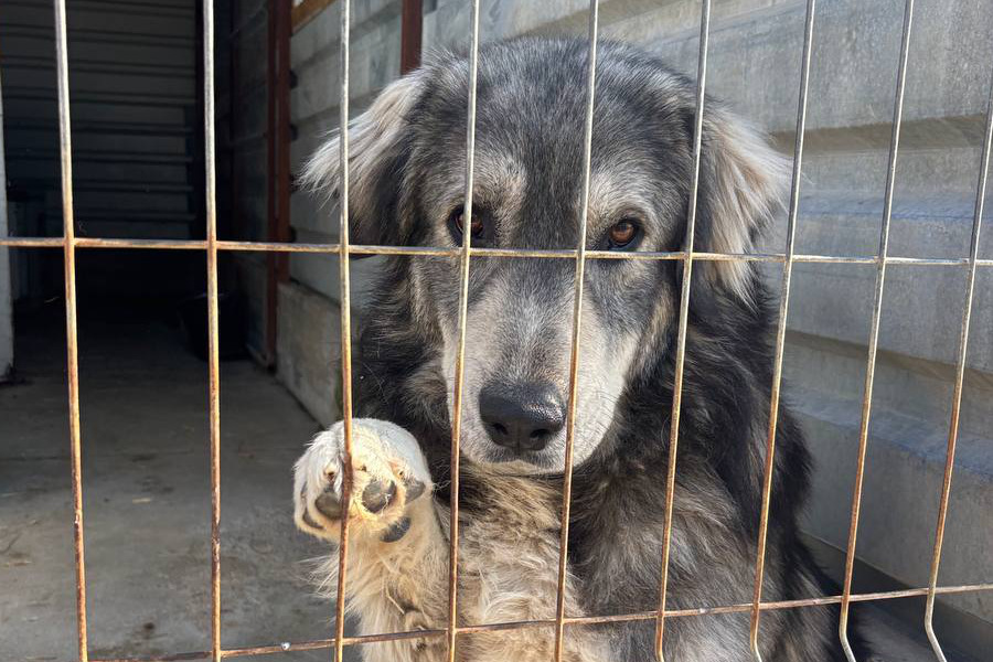 Hund schaut durch die Gitter