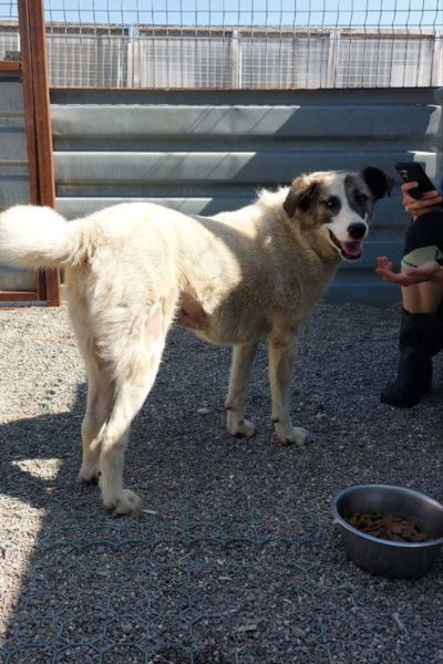 Hündin Ronja schaut sich neugierig um.