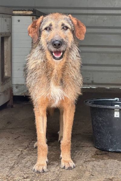Hellbrauner Hund steht und schaut in die Kamera
